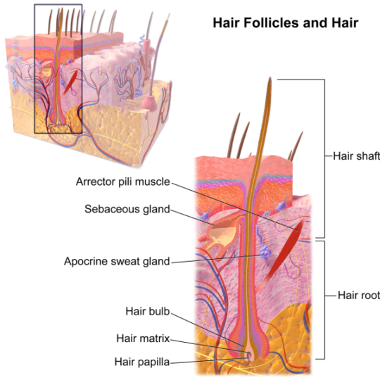 Hair-Free with Waxing: Say Goodbye to Unwanted HS 8